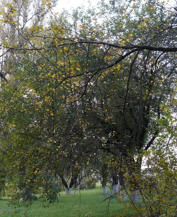 Убитая аллея